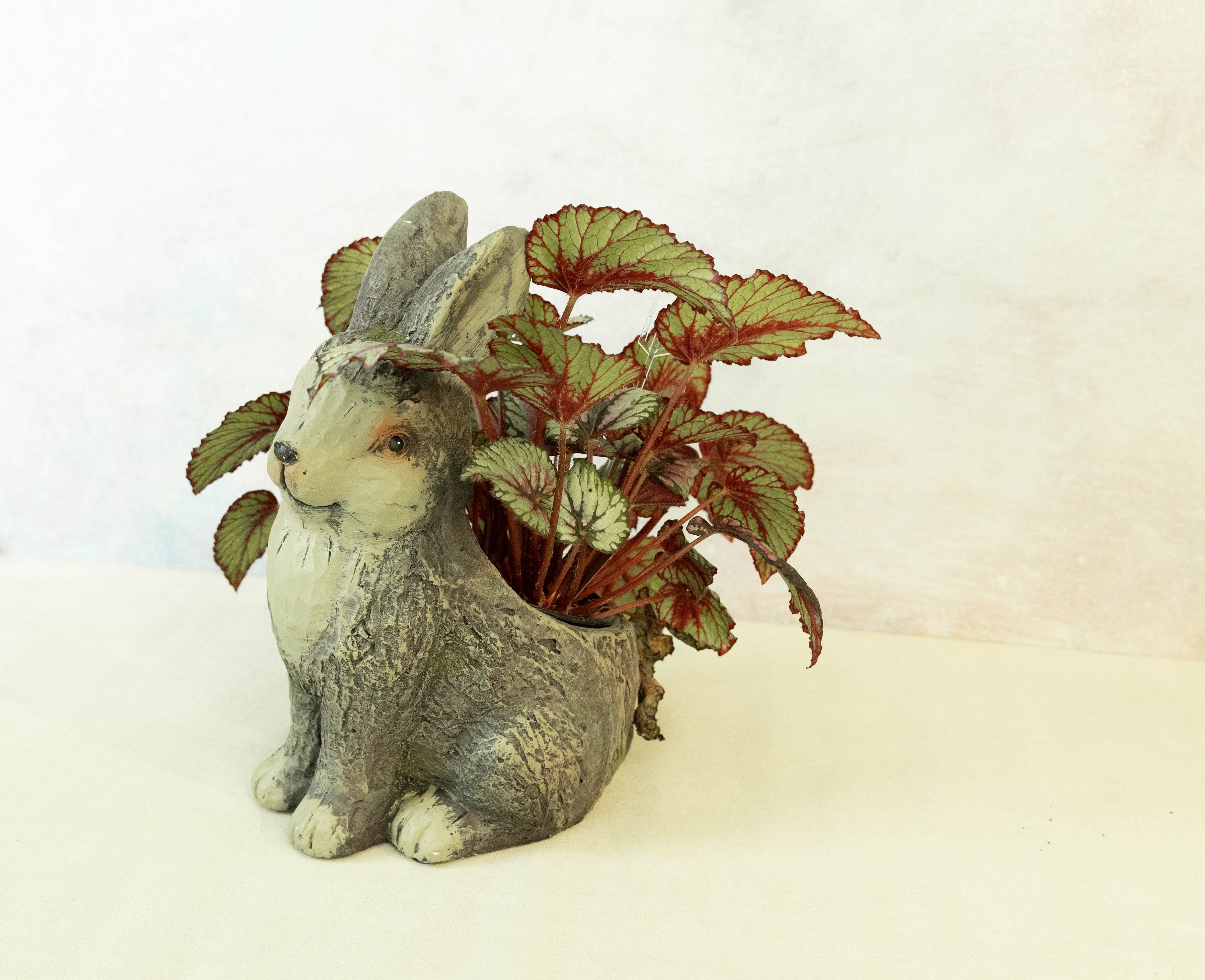 Plant Bunny