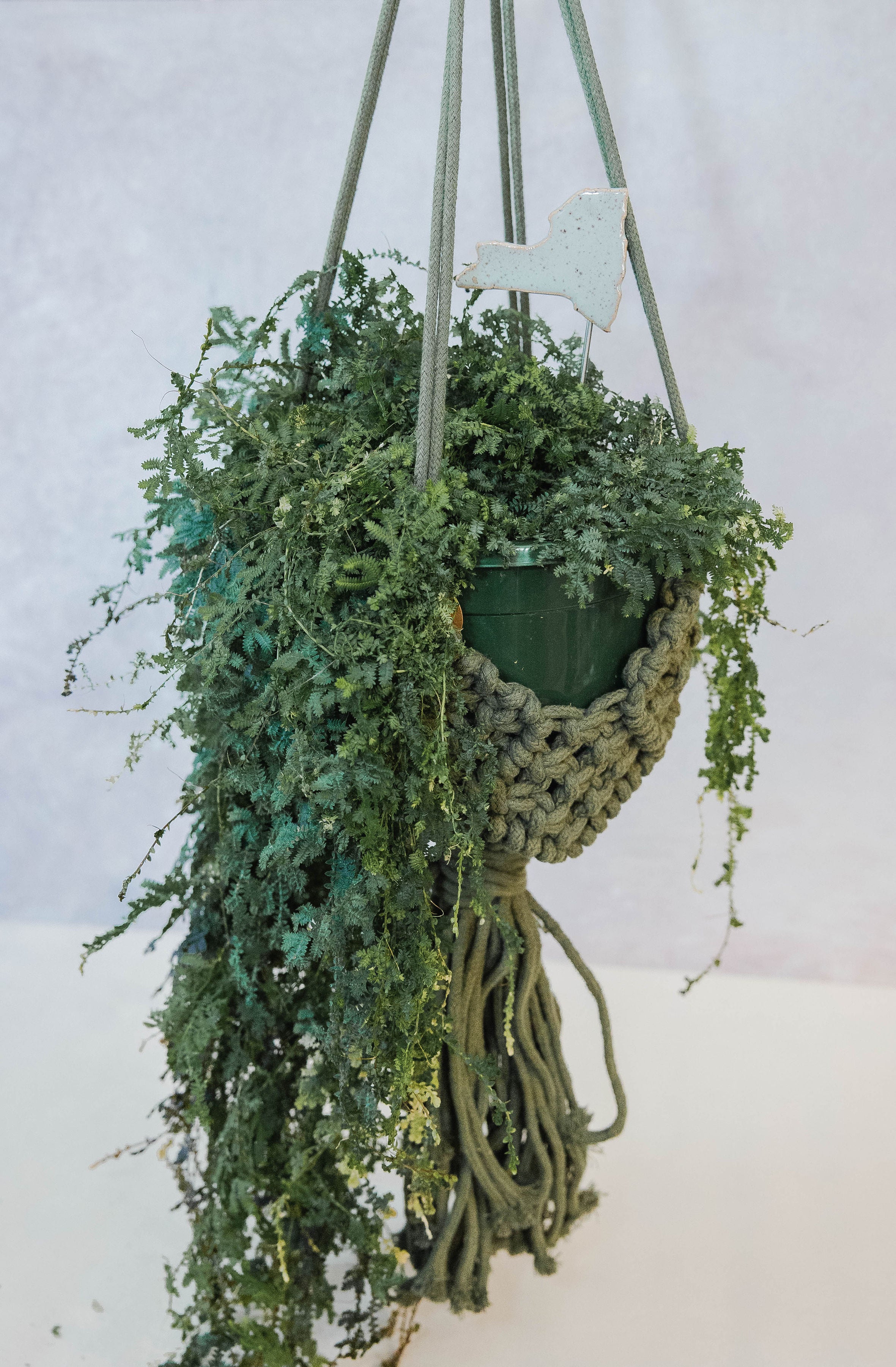 Hanging Indoor Plant (with or without macrame hanger)