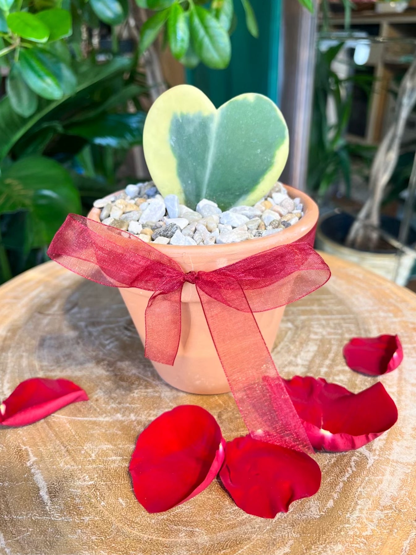 Succulent Heart (Hoya)